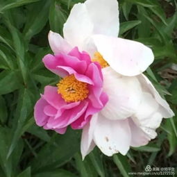 (仙禁生红药是什么意思)仙禁生红药微芳不自持的意思及历史渊源细解
